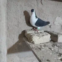 کفتر شهری یال و خوشرنگ سیاه