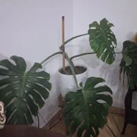 برگ انجیری مانسترا