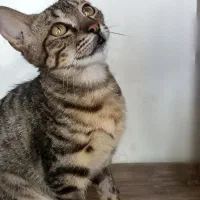 واگذاری گربه نر ۶ ماهه بسیار آرام