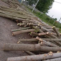 خرید انواع چوب صنوبر وجنگلی