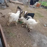 فروش حیوان