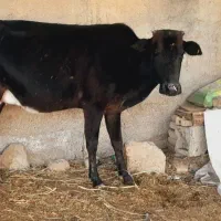 گاو.   حامله