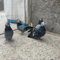 کبوتراصفهانی