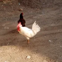 مرغ وخروس فروشی