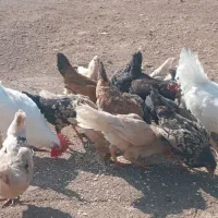 مرغ خروس جوجه|حیوانات مزرعه|کوهدشت, |دیوار