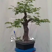 بونسای درخت زیتون تلخ