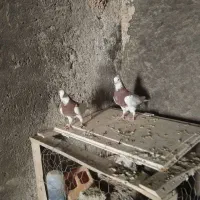 کبوتر طوقی نهبندان