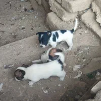 واگذاری سگ پاکوتاه|سگ|گلبهار, شهر جدید گلبهار|دیوار