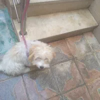 سلام بازیگوش وباهوش|سگ|یزد, |دیوار