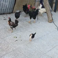 گله مرغ و خروس گلین
