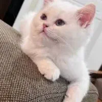 گربه اسکاتیش
