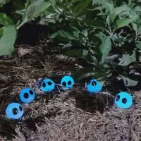 شبتاب|بدلیجات|بندر امام خمینی, |دیوار