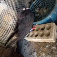 کبوتر|پرنده|لالی, |دیوار