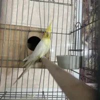 عروس هلندی برزیلی