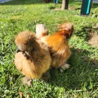 جوجه ابریشمی جوجه ورورک لاکنولدرفول کیفیت|حیوانات مزرعه|مشهد, شهرک شیرین|دیوار