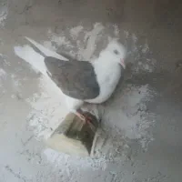 جفت دوکت یا پشتی جفت سفید اراکی با ی جوجه|پرنده|مرودشت, پشت سایپا‎|دیوار