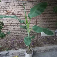 نهال موز درشت و میوه ده