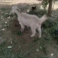 کهره ماده قیمت ۱۱ملیون ۵۰۰تومن