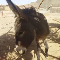 کره خر