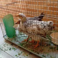 جوجه محلی|حیوانات مزرعه|مهدی شهر, |دیوار