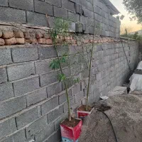 دوتا درخت بید مجنون بزرگ ۲متر بالا قیمت باهم ۲۳۰۰