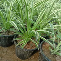 گندمی|گل و گیاه طبیعی|تهران, مشیریه|دیوار