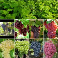نهال انگور ایرانی و خارجی