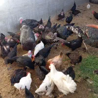 جوجه، مرغ،بوقلمون