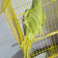 طوطی ملنگو اهلی