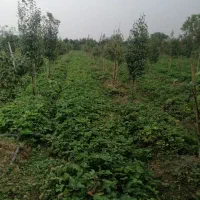 بوته توت فرنگی کاماراسو