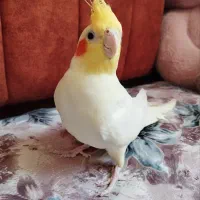 عروس هلندی زیبا