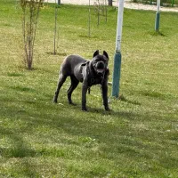 کن کرسو ۶ماهه