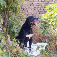 واگذاری سگ خانواده