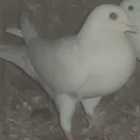 کفتر