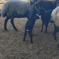 فروش گوسفند های بره دار و ابستن و نر طوقلی|حیوانات مزرعه|سیجوال, |دیوار