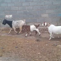 شاهبزمیشبرهبزبزغاله