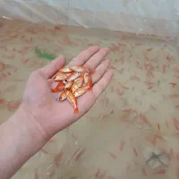 ماهی قرمز عمده|ماهی|قم, انصار‌الحسین|دیوار