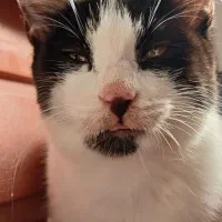 واگذاری گربه‌|گربه|گرگان, |دیوار