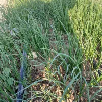 فروش نهال پیاز