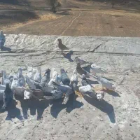 فروش کفتر|پرنده|سقز, |دیوار