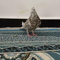 کبوتررنگی دورگ|پرنده|کارون, |دیوار