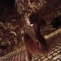 خرگوش دوعدد لوپ وساده