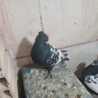 جفتی به شرط تخم جوجه|پرنده|رفسنجان, |دیوار