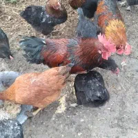 مرغ و خروس دزدیده شده