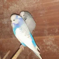 مرغ عشق انگلیسی