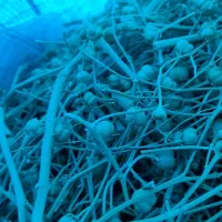 اسپند فروشی