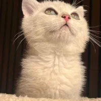 گربه سیلور اصیل