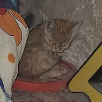 واگذاری بچه گربه
