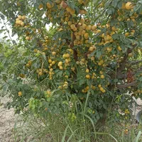 سرکارگر هستم اماده همکاری برای چیدن ...