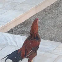 خروس لاری اصیل